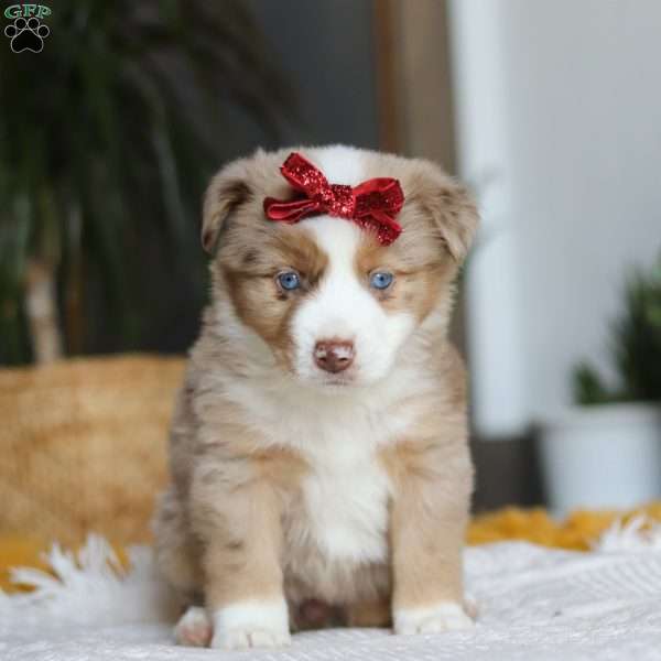 Coogee, Miniature Australian Shepherd Puppy